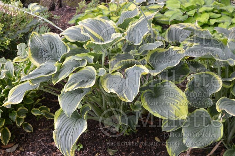 Hosta Sagae (Hosta funkia august lily) 8