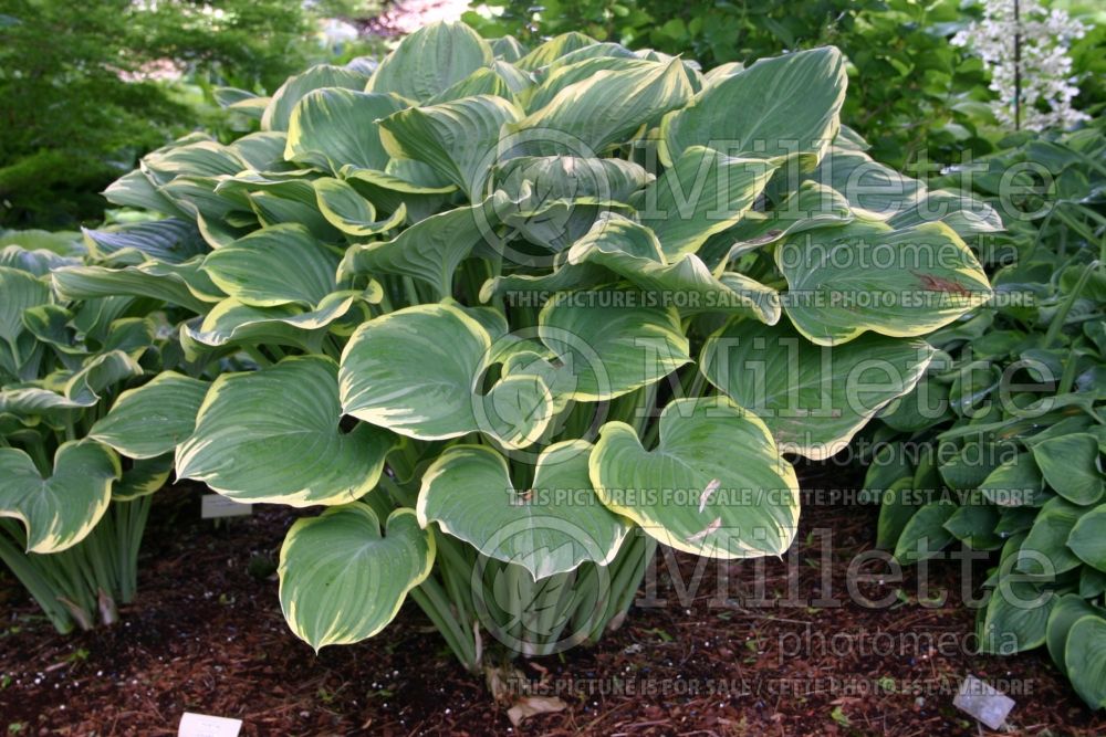 Hosta Sagae (Hosta funkia august lily) 1 