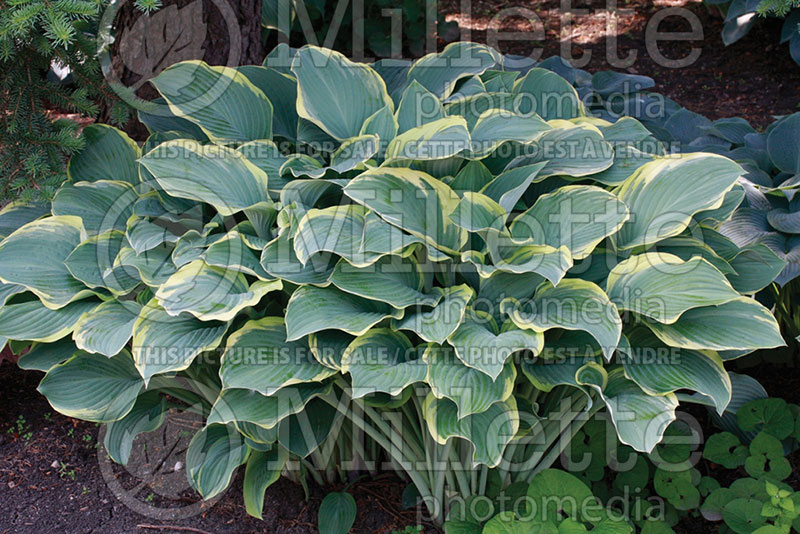 Hosta Sagae (Hosta funkia august lily) 2