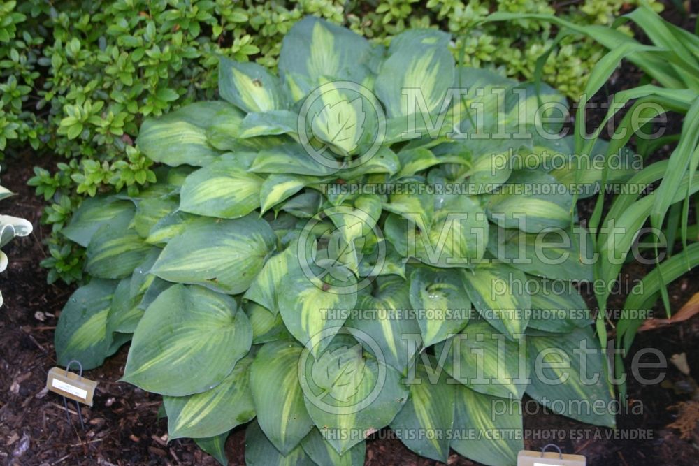 Hosta St Paul (Hosta funkia august lily) 1