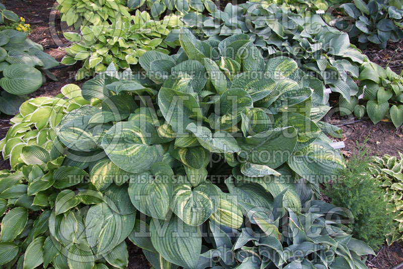 Hosta Sally and Bob (Hosta funkia august lily) 1   