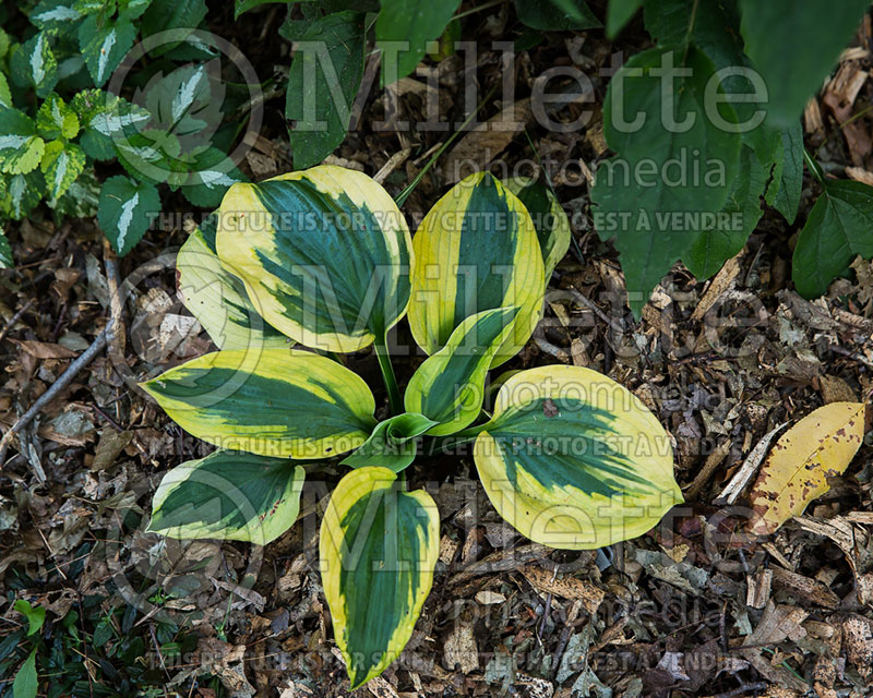 Hosta Sara's Sensation (Hosta funkia august lily) 1