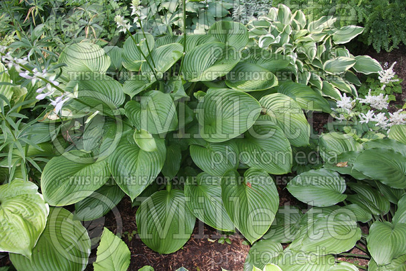 Hosta Satin Beauty (Hosta funkia august lily) 1