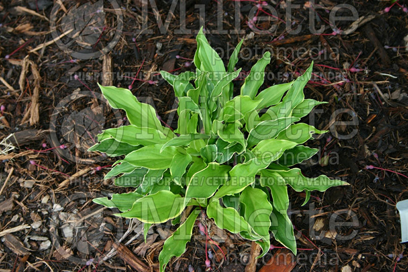 Hosta Satin Bloomers (Hosta funkia august lily) 1