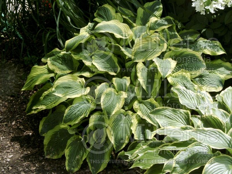 Hosta Satisfaction (Hosta funkia august lily) 6 