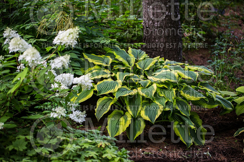 Hosta Satisfaction (Hosta funkia august lily) 5 