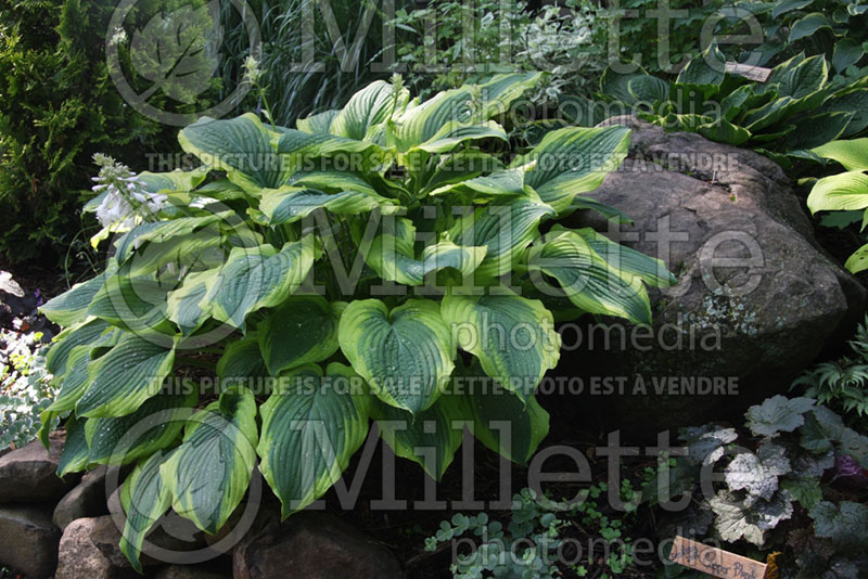 Hosta Satisfaction (Hosta funkia august lily) 1 