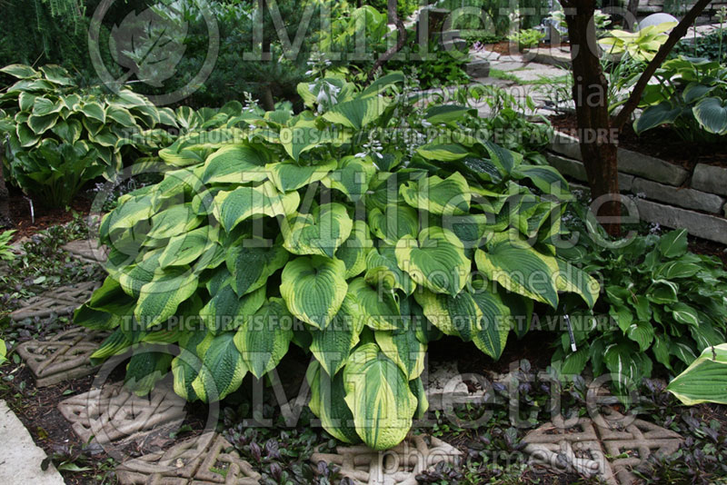 Hosta Satisfaction (Hosta funkia august lily) 2 