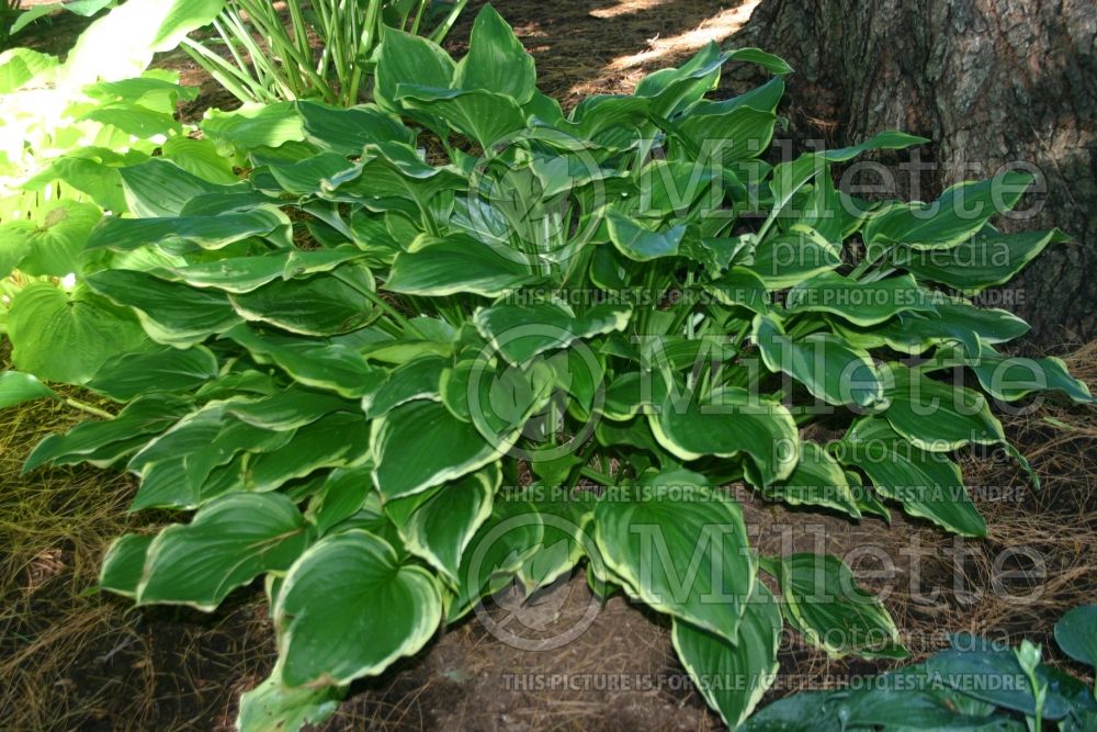 Hosta Savannah (Hosta funkia august lily) 1