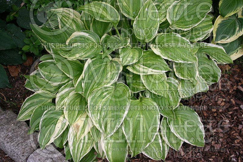 Hosta Savannah Supreme (Hosta funkia august lily) 1