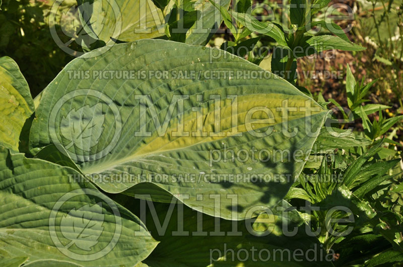 Hosta Saybrook Surprise (Hosta funkia august lily)  1