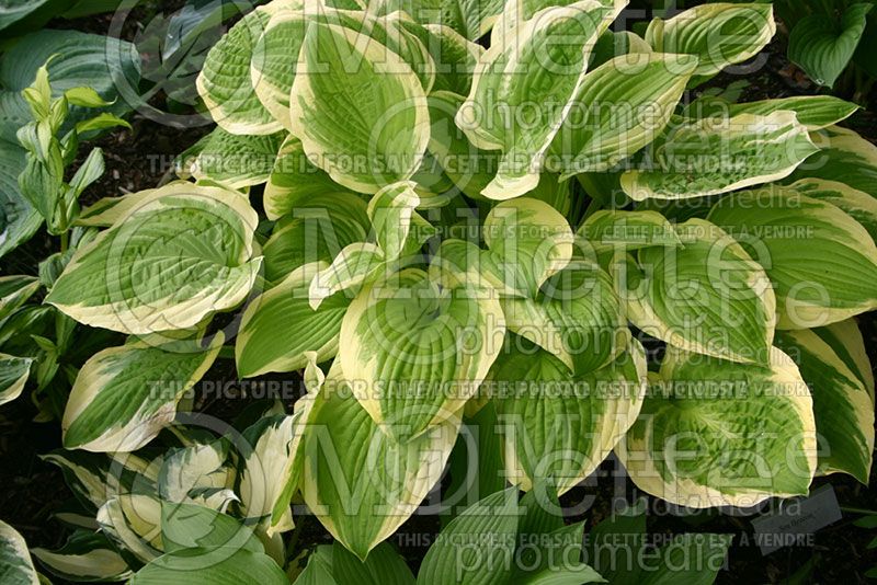 Hosta Sea Beacon (Hosta funkia august lily) 1