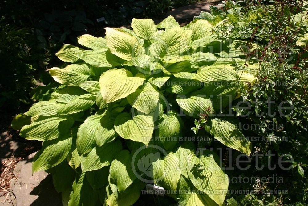 Hosta Sea Fire (Hosta funkia august lily) 1