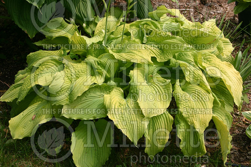 Hosta Sea Gulf Stream (Hosta funkia august lily) 1