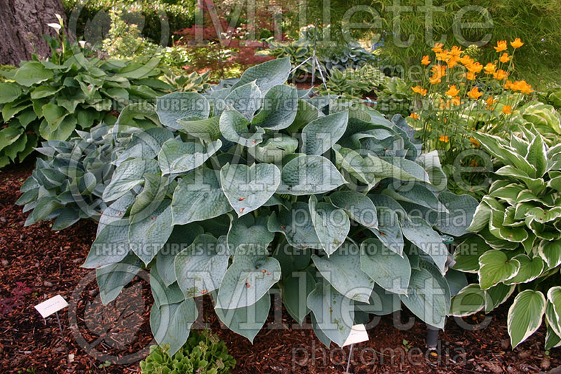 Hosta Sea Hero (Hosta funkia august lily) 1