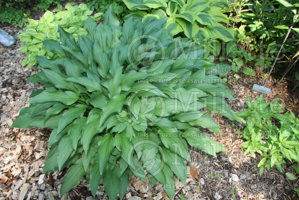 Hosta Sea Octopus (Hosta funkia august lily) 1