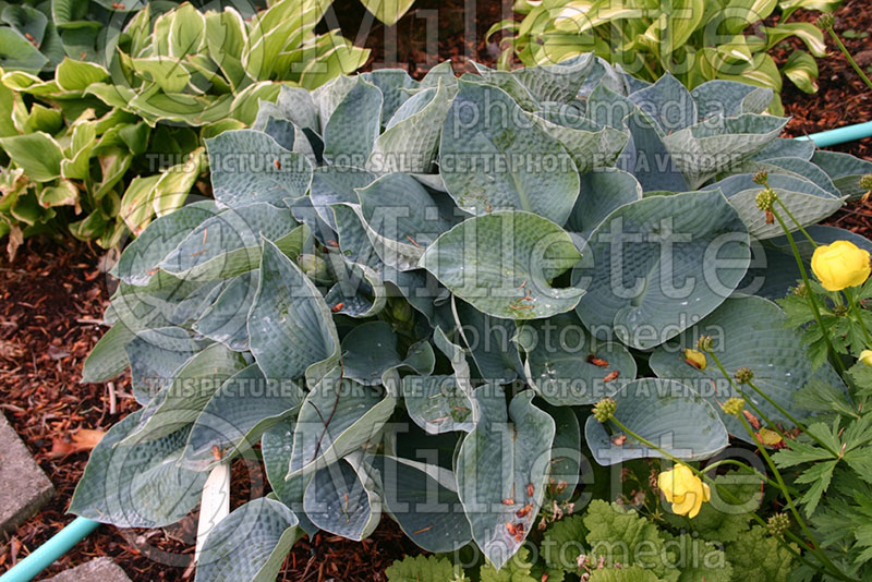 Hosta Sea Sapphire (Hosta funkia august lily) 1 