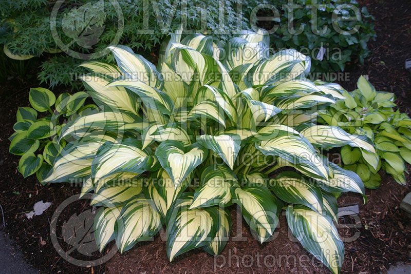 Hosta Sea Thunder (Hosta funkia august lily) 1