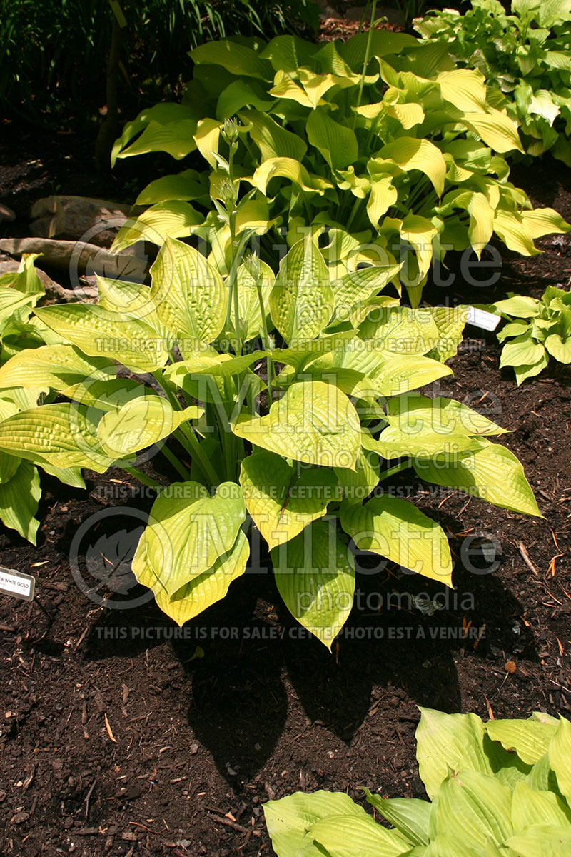 Hosta Sea White Gold (Hosta funkia august lily) 1