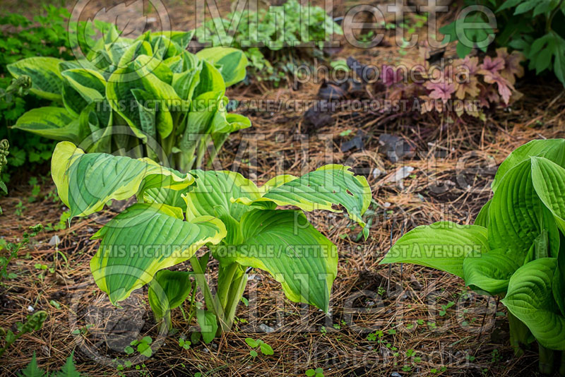 Hosta Seducer (Hosta funkia august lily) 3 