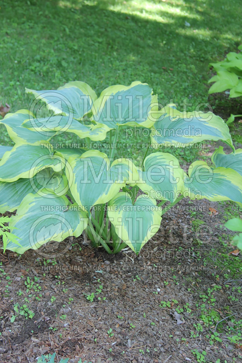 Hosta Seducer (Hosta funkia august lily) 5 