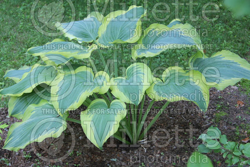 Hosta Seducer (Hosta funkia august lily) 4 