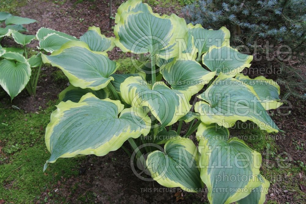 Hosta Seducer (Hosta funkia august lily) 6 