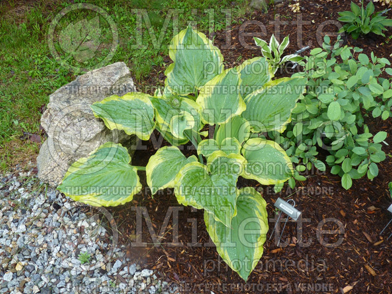 Hosta Seducer (Hosta funkia august lily) 2 