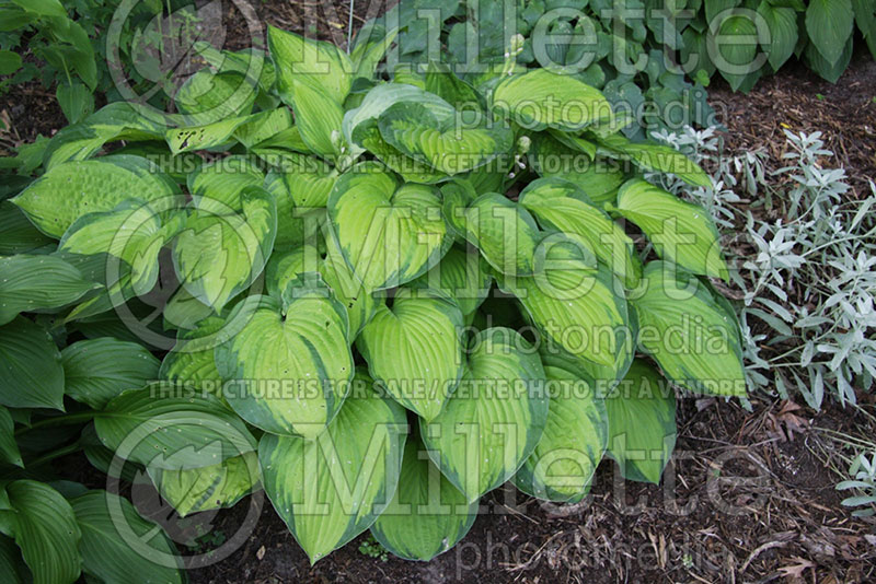 Hosta September Sun (Hosta funkia august lily) 1