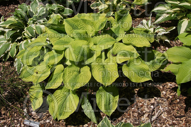 Hosta Sergeant Pepper (Hosta funkia august lily) 1