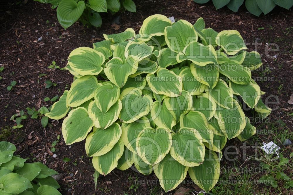 Hosta Shade Fanfare (Hosta funkia august lily) 1 