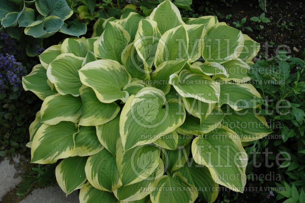 Hosta Shade Fanfare (Hosta funkia august lily) 2 