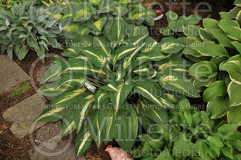 Hosta Sharp Dressed Man (Hosta funkia august lily) 1 