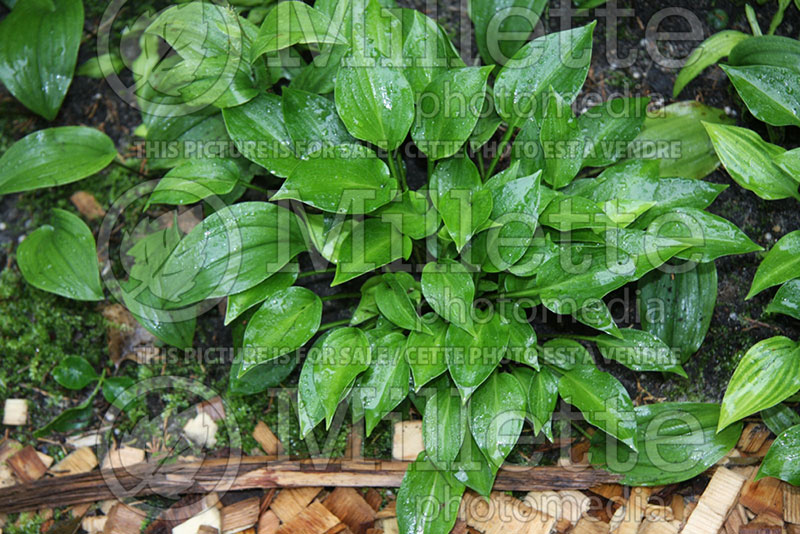 Hosta Shining Tot (Hosta funkia august lily) 1