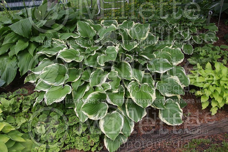 Hosta Shirley Vaughn (Hosta funkia august lily) 1