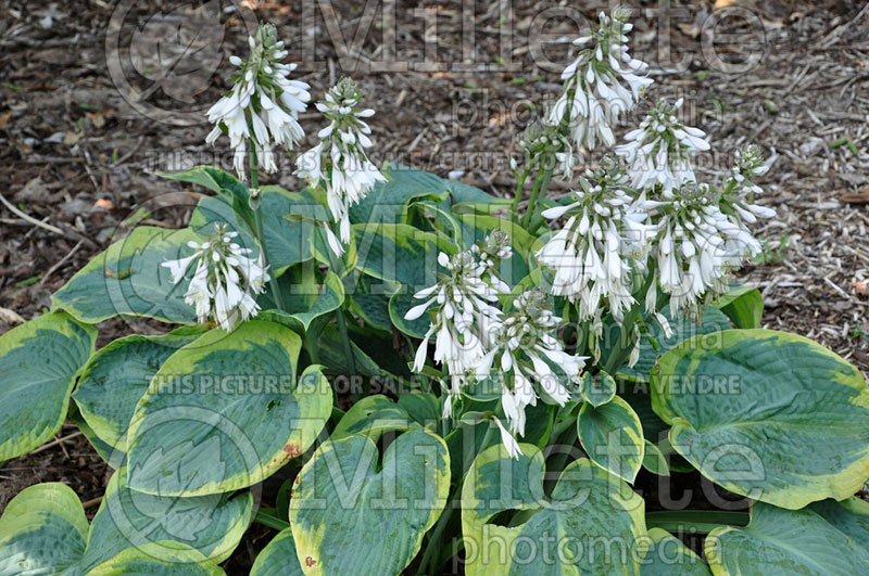 Hosta Frances Williams (Hosta funkia august lily) 4 