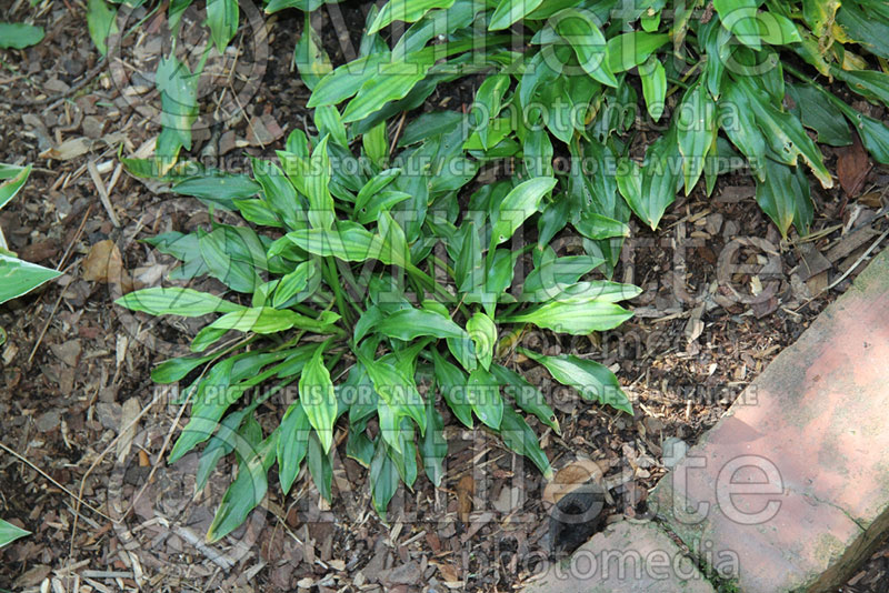 Hosta sieboldii spathulata (Hosta funkia august lily) 2 