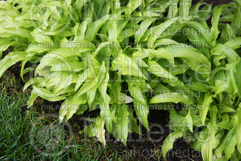 Hosta Subcrocea (Hosta funkia august lily)  1