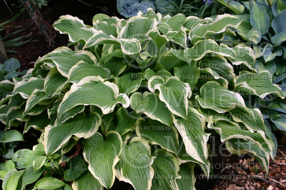 Hosta Silk Kimono (Hosta funkia august lily) 1