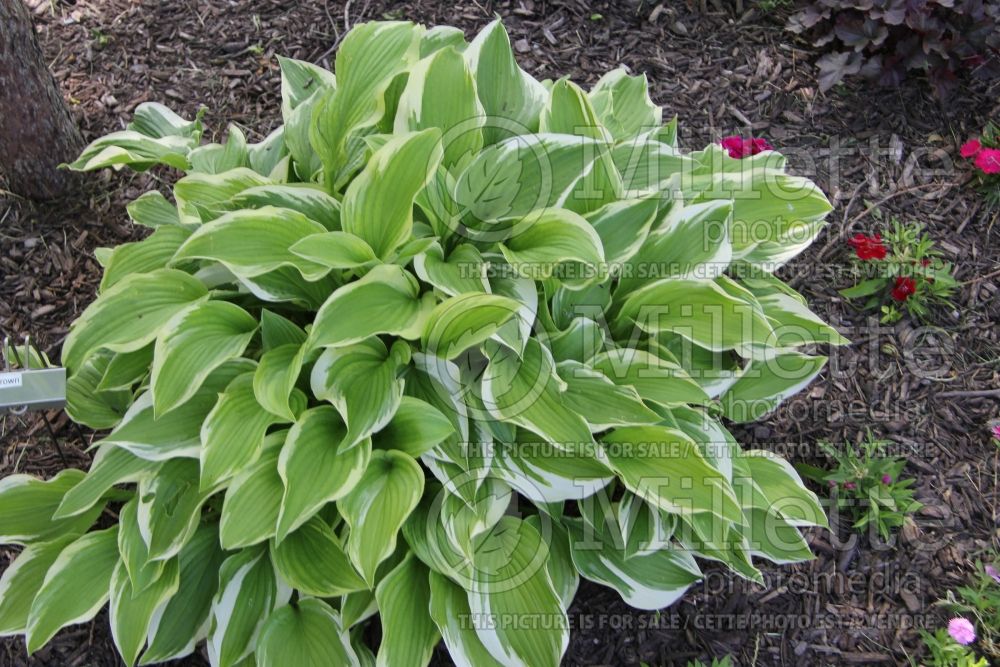 Hosta Silver Crown (Hosta funkia august lily) 1