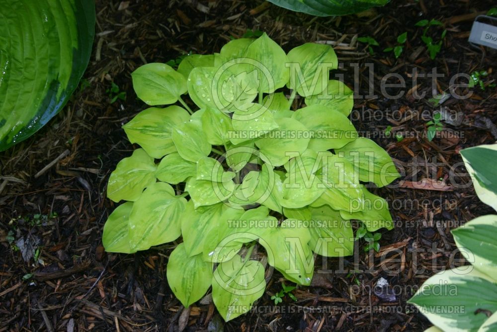 Hosta Silver Threads and Golden Needles (Hosta funkia august lily) 1