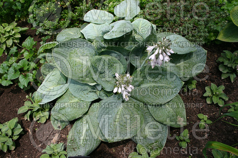 Hosta Skylight (Hosta funkia august lily) 1