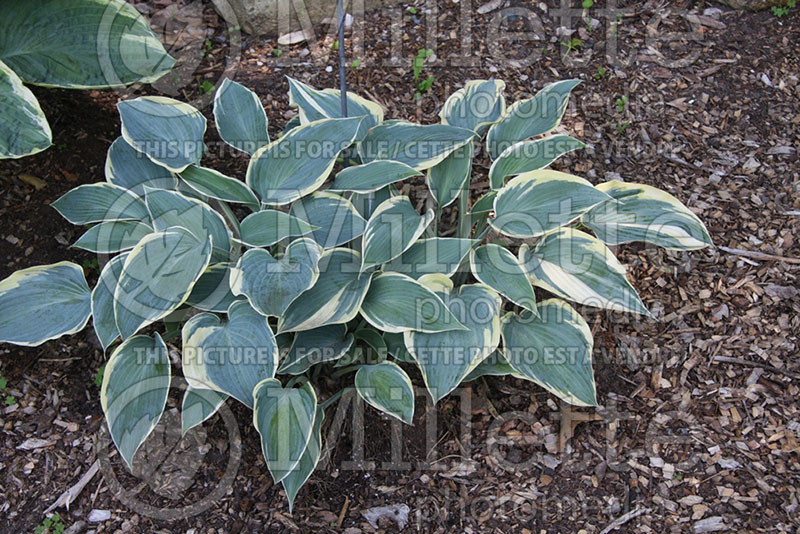 Hosta Sleeping Beauty (Hosta funkia august lily) 1 