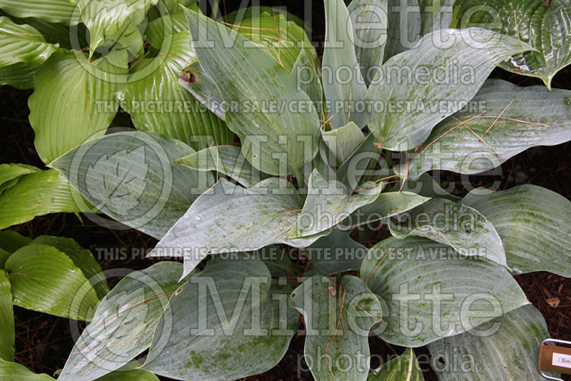 Hosta Smoke Signals (Hosta funkia august lily)  1