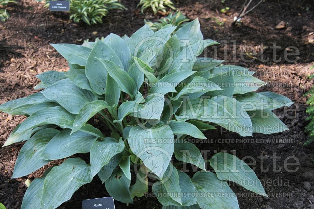 Hosta Smoke Signals (Hosta funkia august lily) 3 