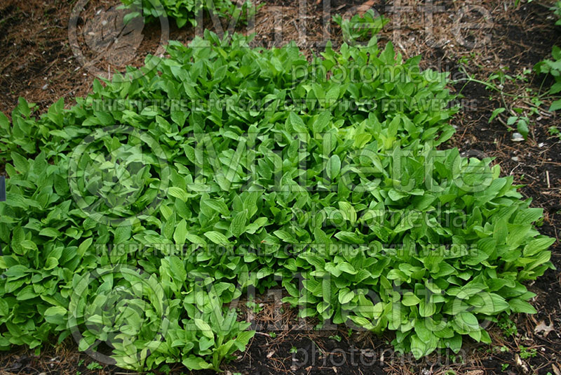 Hosta Snow Flakes (Hosta funkia august lily) 1