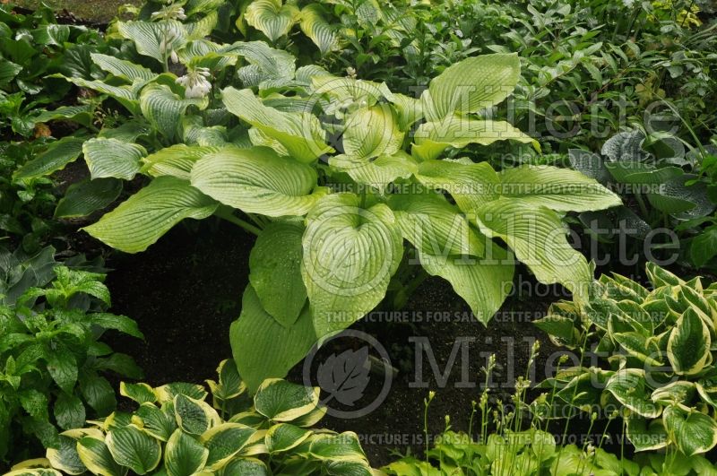 Hosta Solar Flare (Hosta funkia august lily)  1