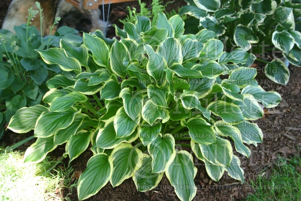 Hosta So Sweet (Hosta funkia august lily) 1 