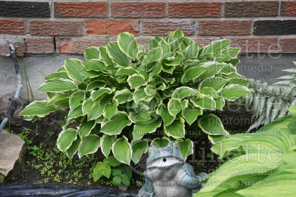 Hosta So Sweet (Hosta funkia august lily) 3 