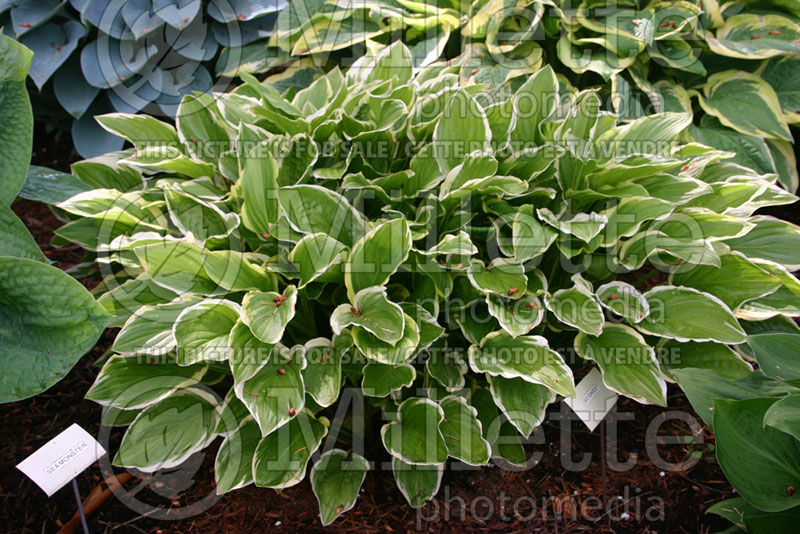 Hosta So Sweet (Hosta funkia august lily) 2 